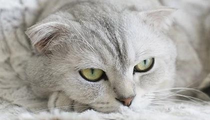 彩票合买-九游体育官方网站——开启体育娱乐新纪元的全方位体验